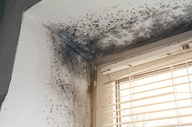 Affordable Mold Cleanup solutions in Union City, TN