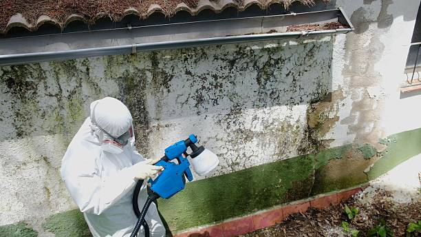 Top rated local Mold Cleanup specialists in Union City, TN